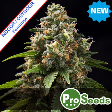 Black Caramel Muffin Fast Version Feminise