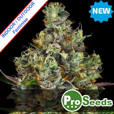 Gorilla Choco Fast Version Feminise