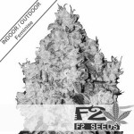 OG Kush x AK Feminise