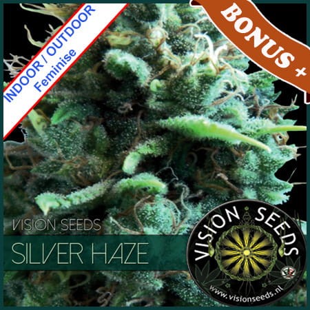 Silver Haze Feminise 