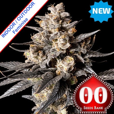 Apple Bananas Feminise