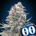 Auto Blue Dream Feminise