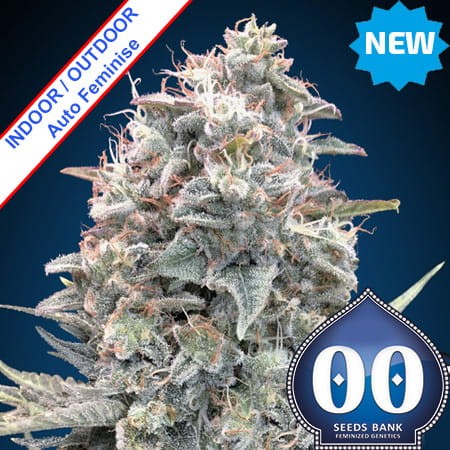 Auto Blue Dream Feminise