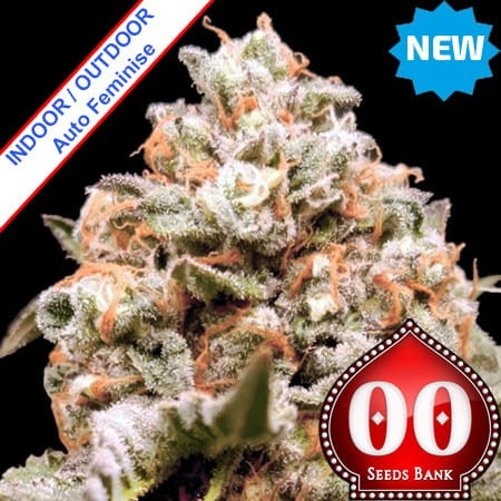 Auto Rainbow Mints Feminise