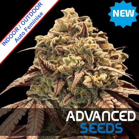 Auto Zerealz Milk Feminise