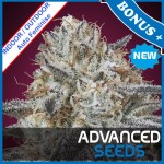 Auto Slurricane Feminise