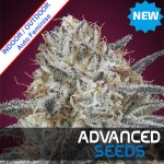 Auto Slurricane Feminise
