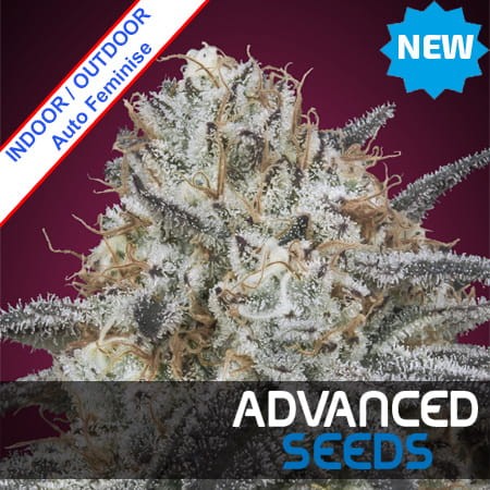 Auto Slurricane Feminise