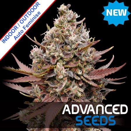 Auto Mimosa Punch Feminise