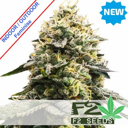 Cookies Fast Version Feminise