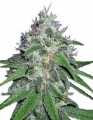 Amnesia Kush Auto Feminise