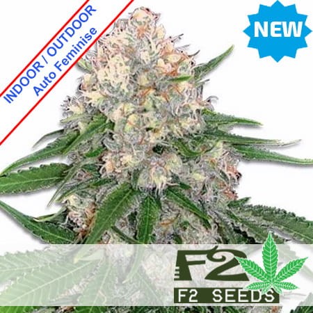 Critical Kush Auto Feminise