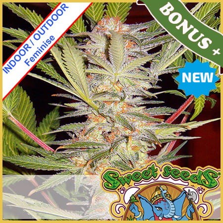 S.A.D. Sweet Afgani Delicious Feminise