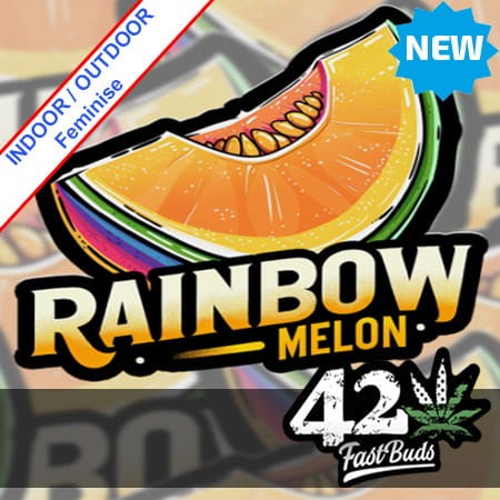 Rainbow Melon Feminise