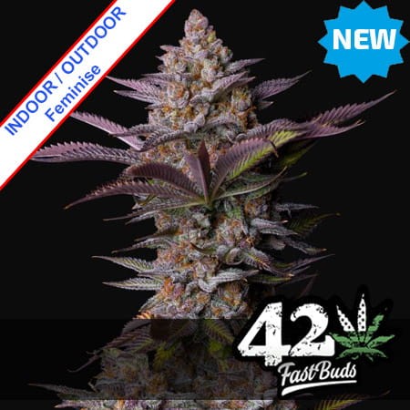 Tropicana Cookies Fast Version Feminise