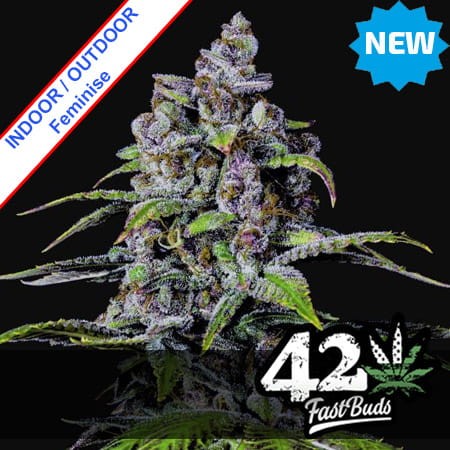 Purple Lemonade Fast Version Feminise