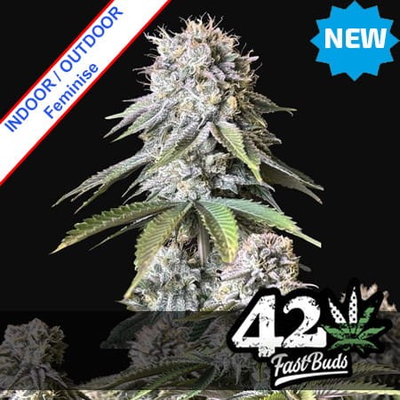 Orange Sherbet Fast Version Feminise