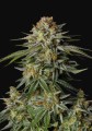 GG4 Sherbet Fast Version Feminise