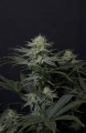 GG4 Sherbet Fast Version Feminise