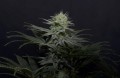GG4 Sherbet Fast Version Feminise