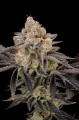 Gorilla Cookies Fast Version Feminise