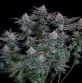Gorilla Cookies Fast Version Feminise
