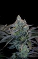 Gorilla Cookies Fast Version Feminise