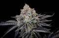 Gorilla Cookies Fast Version Feminise