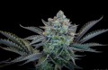 Gorilla Cookies Fast Version Feminise