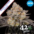 Gorilla Cookies Fast Version Feminise