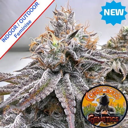 Zapplez 2.0 Feminise