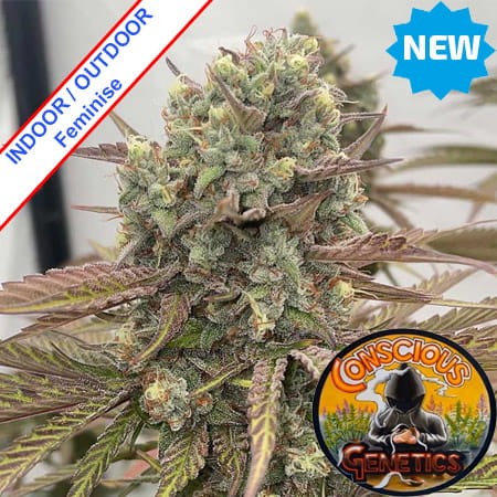 Zapplewoodz Feminise