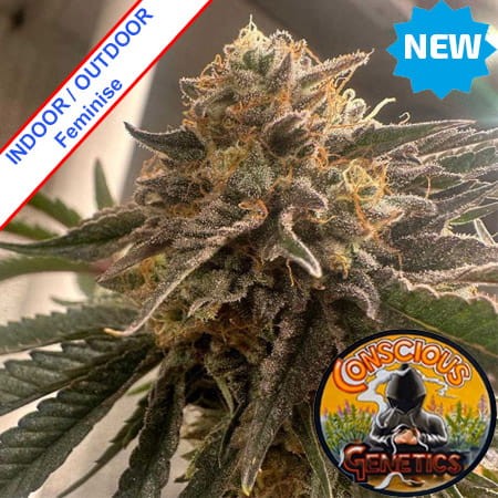 Pink Waferz 2.0 Feminise