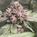 Pink Mintz Feminise