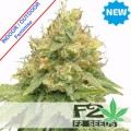 Amnesia Lemon Fast Version Feminise