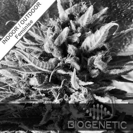 Fast Passion Feminise