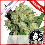 Sensi Skunk Feminise