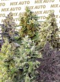 Sweet Mix Auto Feminise