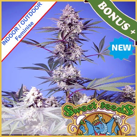 Mental Rainbow F1 Fast Version Feminise