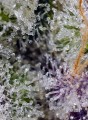 Pineapple Slush XL Auto Feminise