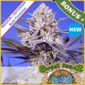 Pineapple Slush XL Auto Feminise