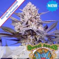 Pineapple Slush XL Auto Feminise