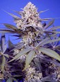 Pineapple Slush XL Auto Feminise