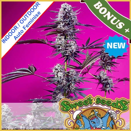 Studio 54 Stardust Auto Feminise