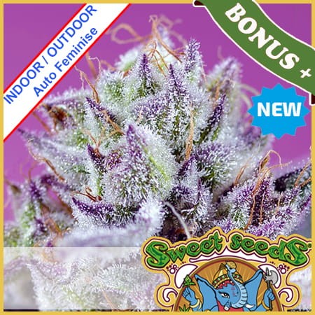 Diablo’s Delight XL Auto Feminise