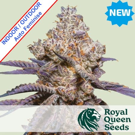 Mexican Rush Auto Feminise