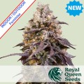 Sticky Queen Feminise