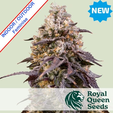Sticky Queen Feminise