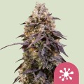 Sticky Queen Feminise