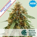 Sticky Queen Auto Feminise